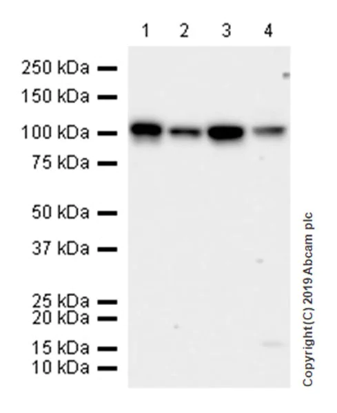 Western blot - Anti-Sortilin/NT3 antibody [EPR23093-58] (AB263864)