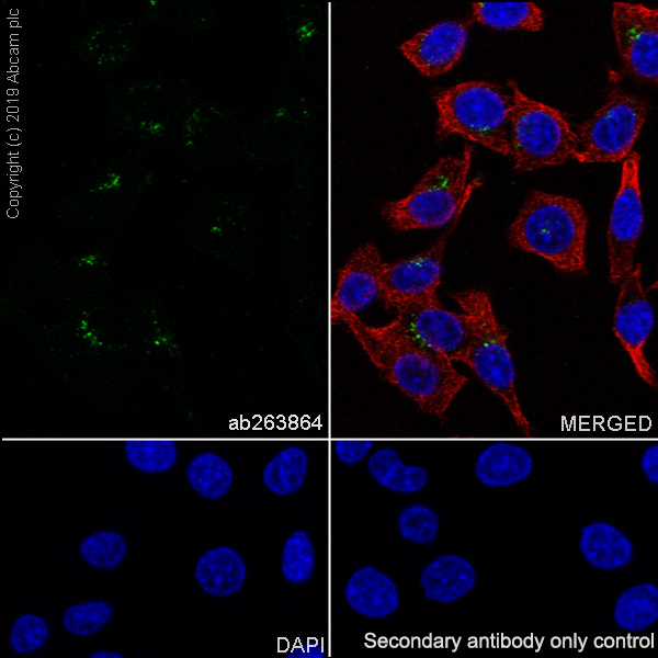 Immunocytochemistry/ Immunofluorescence - Anti-Sortilin/NT3 antibody [EPR23093-58] - BSA and Azide free (AB263873)
