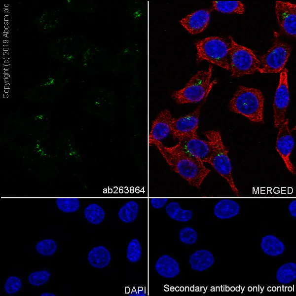 Immunocytochemistry/ Immunofluorescence - Anti-Sortilin/NT3 antibody [EPR23093-58] - BSA and Azide free (AB263873)
