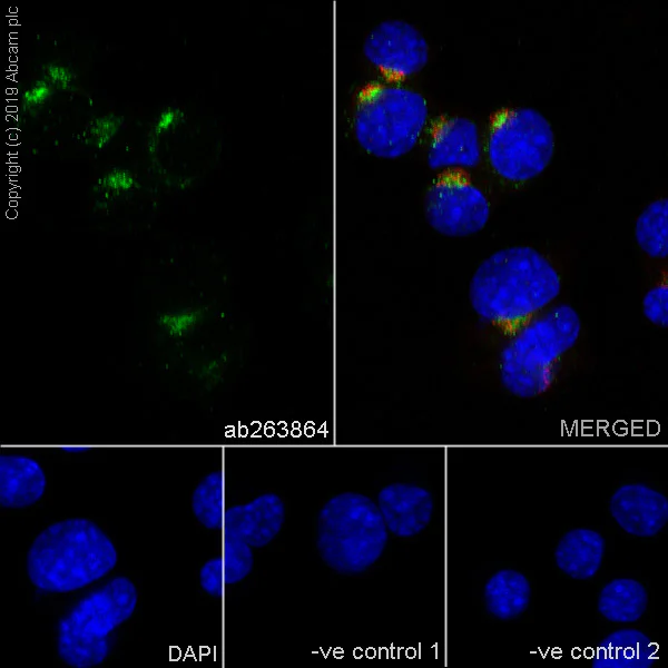 Immunocytochemistry/ Immunofluorescence - Anti-Sortilin/NT3 antibody [EPR23093-58] - BSA and Azide free (AB263873)