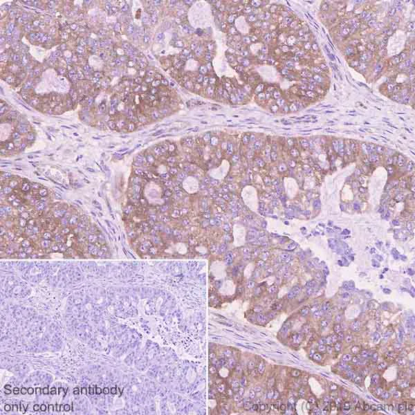 Immunohistochemistry (Formalin/PFA-fixed paraffin-embedded sections) - Anti-Sortilin/NT3 antibody [EPR23093-58] - BSA and Azide free (AB263873)