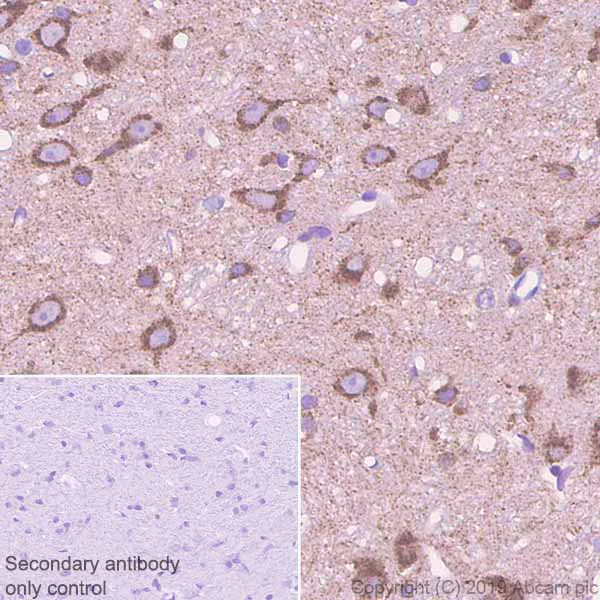Immunohistochemistry (Formalin/PFA-fixed paraffin-embedded sections) - Anti-Sortilin/NT3 antibody [EPR23093-58] - BSA and Azide free (AB263873)