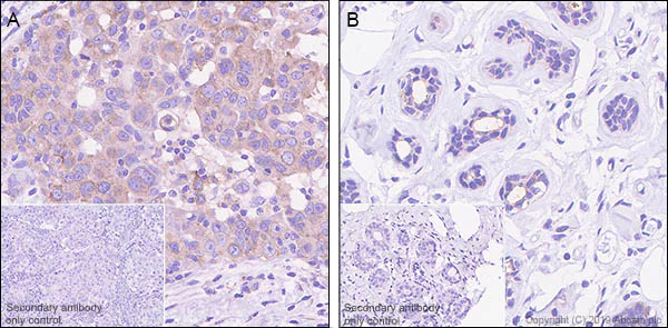 Immunohistochemistry (Formalin/PFA-fixed paraffin-embedded sections) - Anti-Sortilin/NT3 antibody [EPR23093-58] - BSA and Azide free (AB263873)