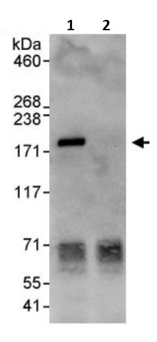 Immunoprecipitation - Anti-SOS1 antibody (AB245645)