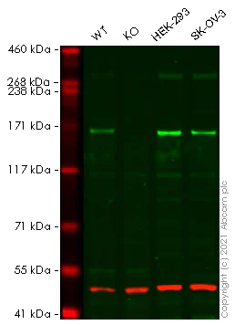 Western blot - Anti-SOS1 antibody (AB245645)