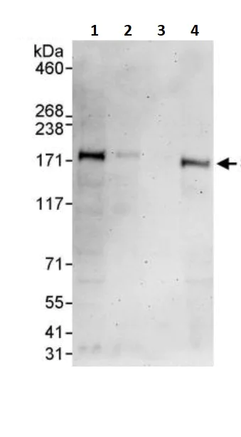 Western blot - Anti-SOS1 antibody (AB245645)