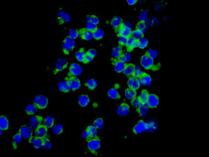 Immunocytochemistry/ Immunofluorescence - Anti-SOS1 antibody [EPR7480] - BSA and Azide free (AB248908), expandable thumbnail