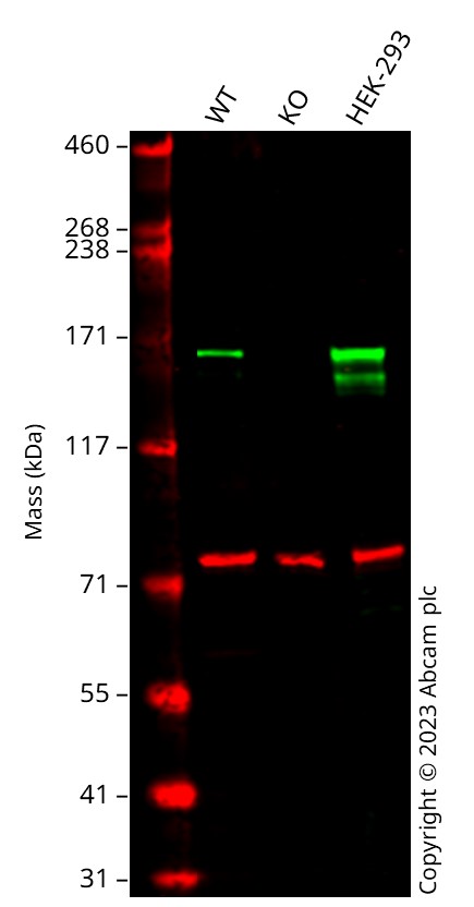 Western blot - Anti-SOS1 antibody [EPR7480] - BSA and Azide free (ab248908), expandable thumbnail