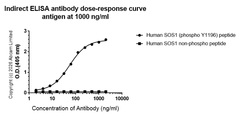 Indirect ELISA - Anti-SOS1 (phospho Y1196) antibody [TF7-28-23] (AB325591)