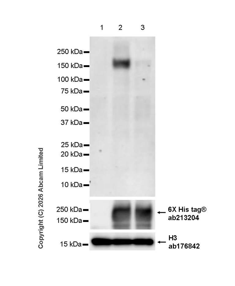 Western blot - Anti-SOS1 (phospho Y1196) antibody [TF7-28-23] (AB325591)