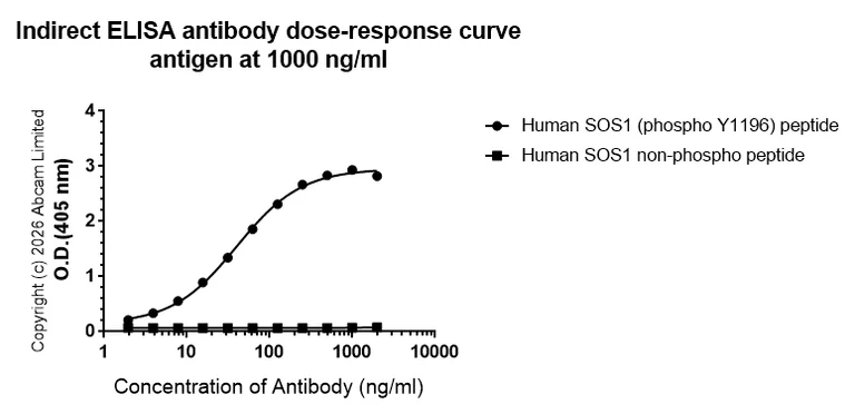Indirect ELISA - Anti-SOS1 (phospho Y1196) antibody [TR16-7-3] (AB325592)