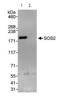 Immunoprecipitation - Anti-SOS2 antibody (AB85831), expandable thumbnail