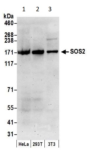 Western blot - Anti-SOS2 antibody (AB85831), expandable thumbnail