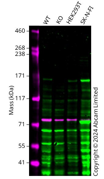 Western blot - Anti-SOS2 antibody (AB85831), expandable thumbnail