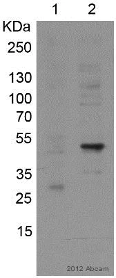 Western blot - Anti-SOX1 antibody (AB87775)