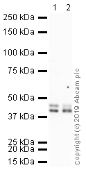Western blot - Anti-SOX1 antibody (AB87775)