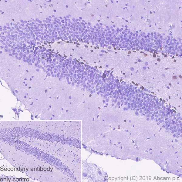 Immunohistochemistry (Formalin/PFA-fixed paraffin-embedded sections) - Anti-SOX1 antibody [EPR23041-60] - BSA and Azide free (AB263870)