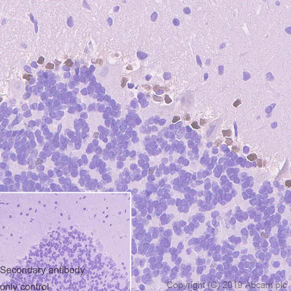 Immunohistochemistry (Formalin/PFA-fixed paraffin-embedded sections) - Anti-SOX1 antibody [EPR23041-60] - BSA and Azide free (AB263870)
