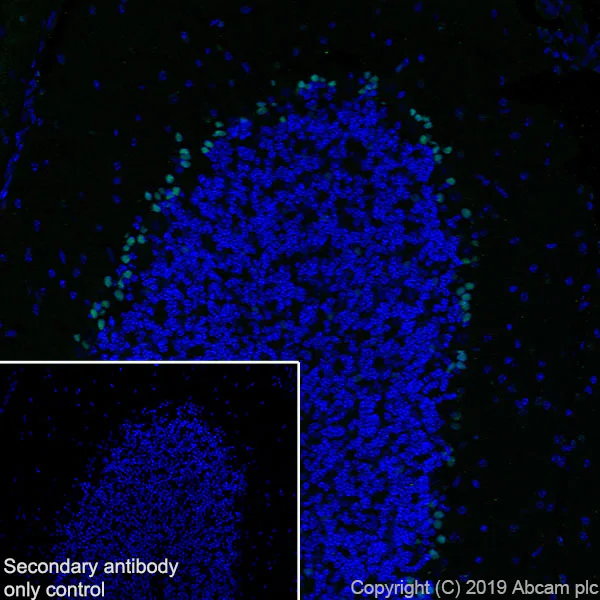 Immunohistochemistry (Frozen sections) - Anti-SOX1 antibody [EPR23041-60] - BSA and Azide free (AB263870)