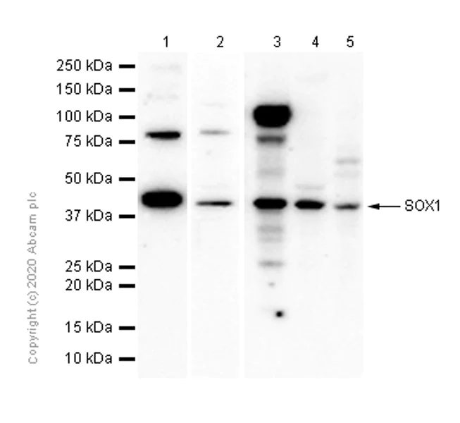 Western blot - Anti-SOX1 antibody [EPR4766] - BSA and Azide free (AB227118)