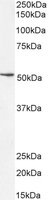 Western blot - Anti-SOX10 antibody (AB180228), expandable thumbnail