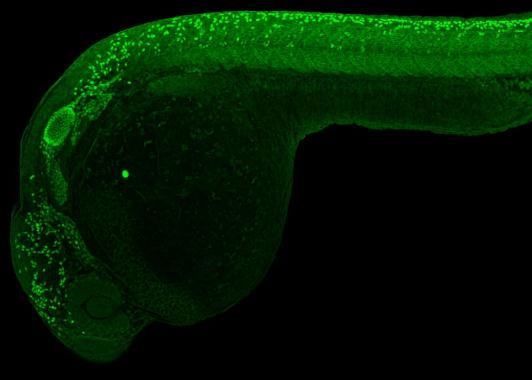 IHC - Wholemount - Anti-SOX10 antibody (AB229331), expandable thumbnail