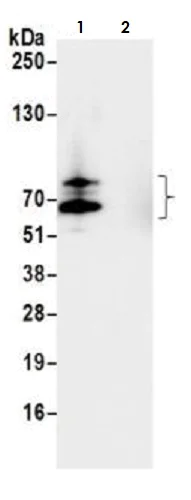 Immunoprecipitation - Anti-SOX10 antibody [BLR080G] (AB265587)