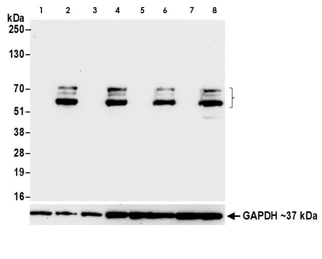 Western blot - Anti-SOX10 antibody [BLR080G] (AB265587)