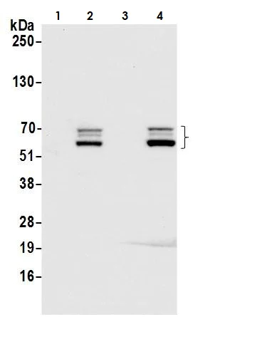 Western blot - Anti-SOX10 antibody [BLR080G] (AB265587)