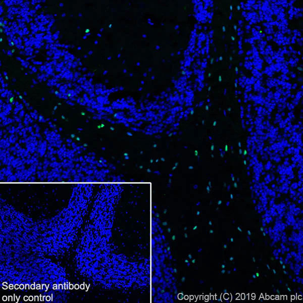 Immunohistochemistry (Frozen sections) - Anti-SOX10 antibody [EPR4007-104] (AB180862)