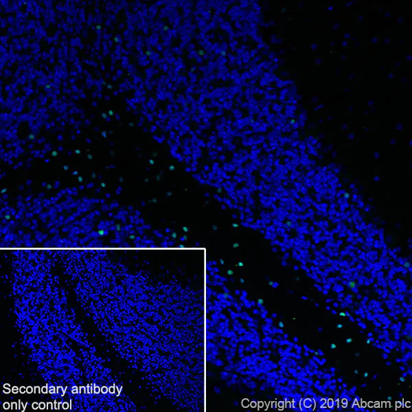 Immunohistochemistry (Frozen sections) - Anti-SOX10 antibody [EPR4007-104] - BSA and Azide free (AB220078)