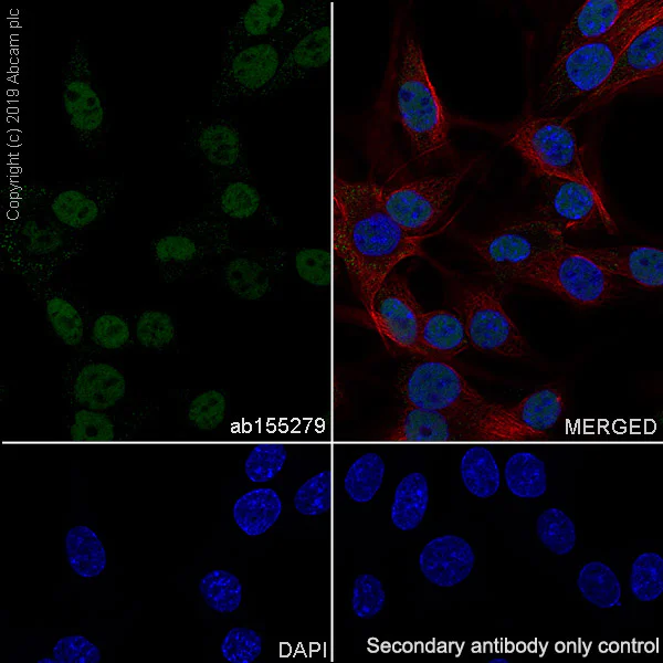 Immunocytochemistry/ Immunofluorescence - Anti-SOX10 antibody [EPR4007] (AB155279)