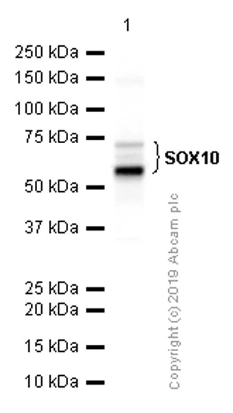 Western blot - Anti-SOX10 antibody [EPR4007] (AB155279)