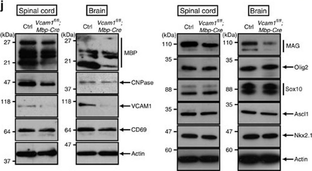 Western blot - Anti-SOX10 antibody [EPR4007] (ab155279), expandable thumbnail
