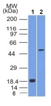 Western blot - Anti-SOX10 antibody [SOX10/1074] (AB216020), expandable thumbnail