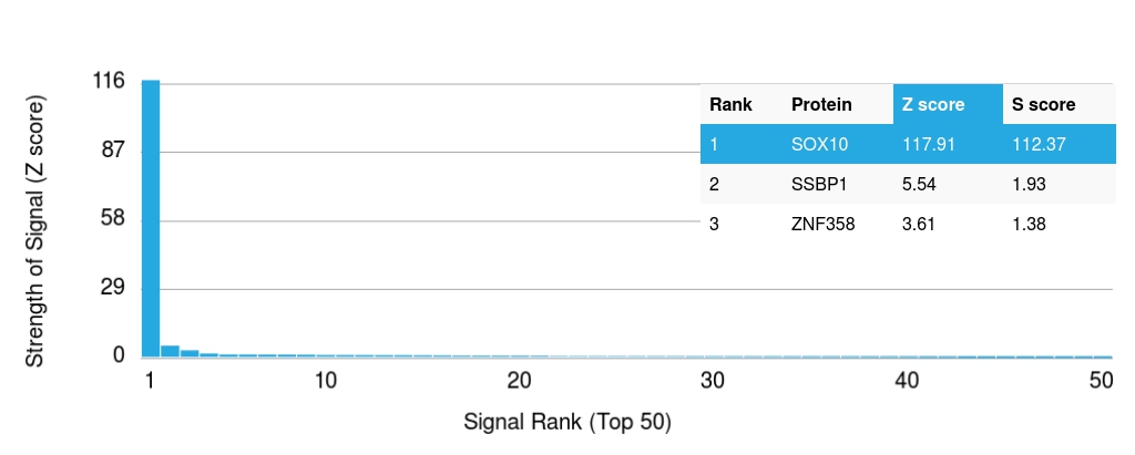 Protein Array - Anti-SOX10 antibody [SOX10/1074] - BSA and Azide free (AB212845), expandable thumbnail
