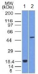 Western blot - Anti-SOX10 antibody [SOX10/1074] - BSA and Azide free (AB212845), expandable thumbnail
