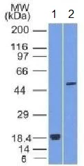 Western blot - Anti-SOX10 antibody [SOX10/1074] - BSA and Azide free (AB212845)