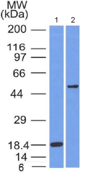 Western blot - Anti-SOX10 antibody [SOX10/991] - BSA and Azide free (AB212843)