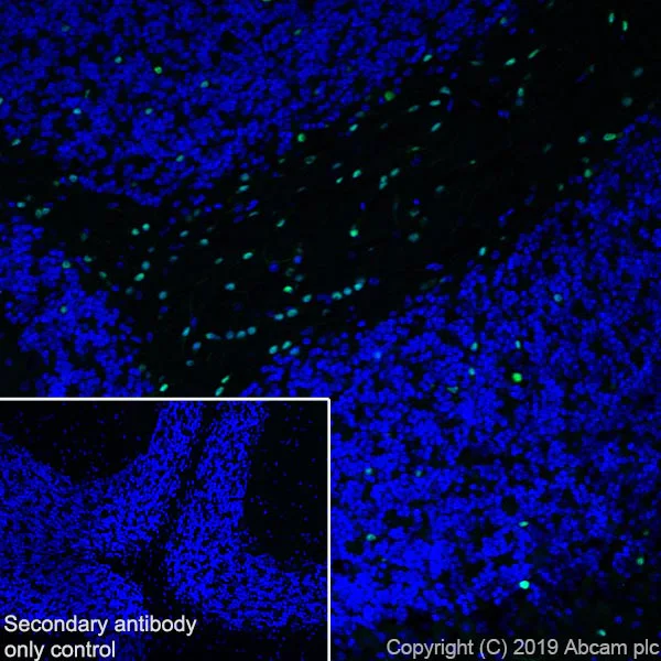 Immunohistochemistry (PFA perfusion fixed frozen sections) - Anti-SOX10 antibody [SP267] (AB227680)