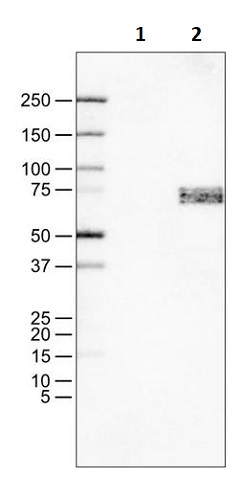 Western blot - Anti-SOX11 antibody [CL0143] (AB242203)