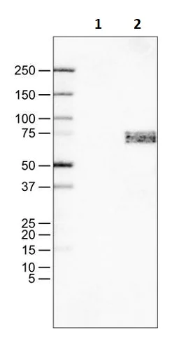 Western blot - Anti-SOX11 antibody [CL0143] (AB242203)