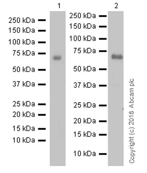 Western blot - Anti-SOX11 antibody [EPR20457] (AB229185)