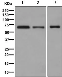 Western blot - Anti-SOX11 antibody [EPR8191(2)] (AB170916)
