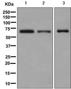 Western blot - Anti-SOX11 antibody [EPR8191(2)] - BSA and Azide free (AB249588), expandable thumbnail