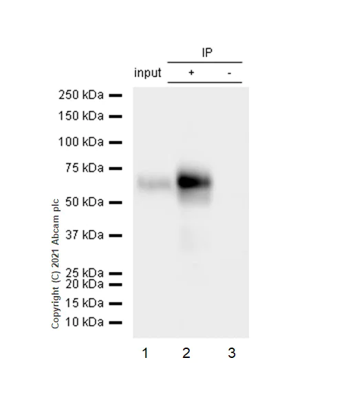 Immunoprecipitation - Anti-SOX11 antibody [EPR8192] (AB134107)