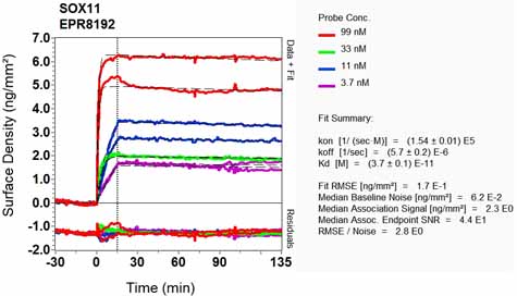 OI-RD Scanning - Anti-SOX11 antibody [EPR8192] (AB134107), expandable thumbnail