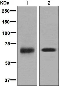 Western blot - Anti-SOX11 antibody [EPR8192] (AB134107), expandable thumbnail