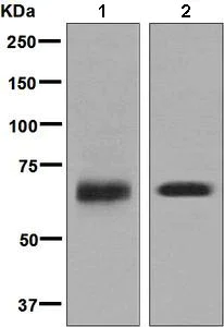 Western blot - Anti-SOX11 antibody [EPR8192] (AB134107)