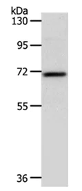 Western blot - Anti-SOX13 antibody (AB198921)